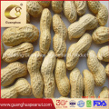 Factory Hot Sale Peanut in Shell New Crop